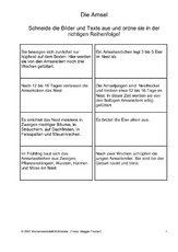 Amsel-Bild-Satz-Zuordnung-1.pdf